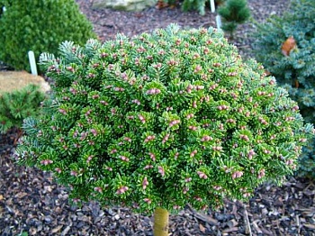 Пихта корейская Silberperle
