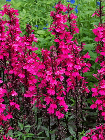 Лобелия прекрасная Starship Deep Rose