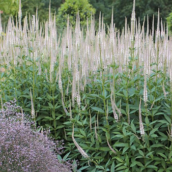 Вероникаструм виргинский Пинк глоу