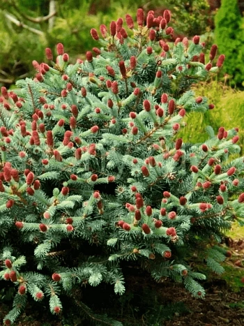 Ель колючая Lucky Strike