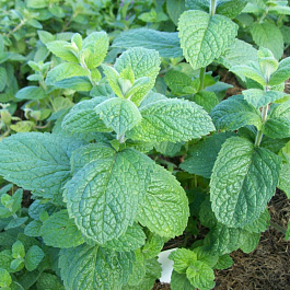 Мята душистая