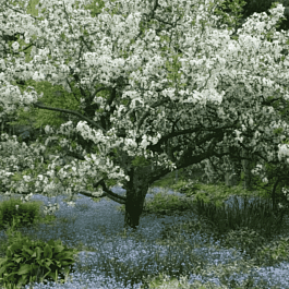 Яблоня декоративная Tina