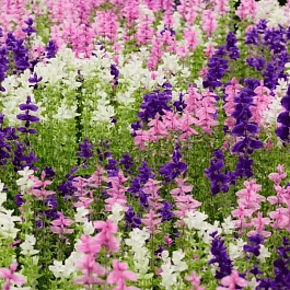 Шалфей смесь