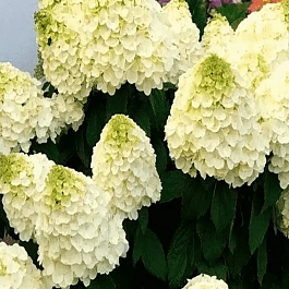 Гортензия метельчатая Magical Mont Blanc