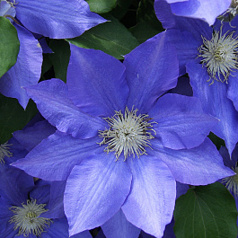 Клематис Blue Cotillion