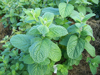 Мята душистая