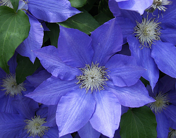 Клематис Blue Cotillion