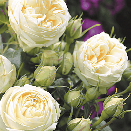 Роза  кустовая Wedding Piano