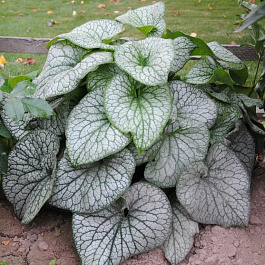 Бруннера крупнолистная Александр Грэйт