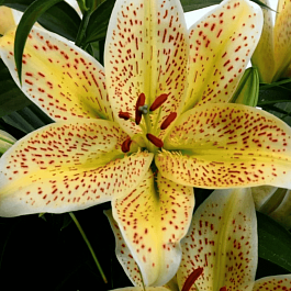 Лилия Tigermoon