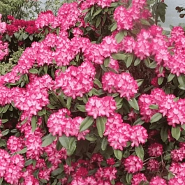 Рододендрон гибридный Eruption