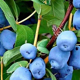 Жимолость Синий шарик