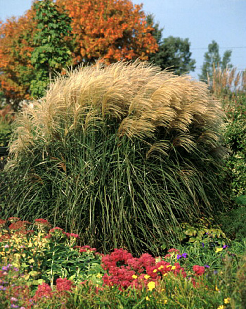 Мискантус китайский Грациелла