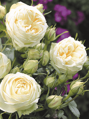 Роза  кустовая Wedding Piano