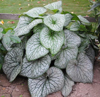 Бруннера крупнолистная Александр Грэйт