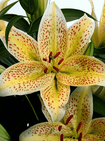 Лилия Tigermoon