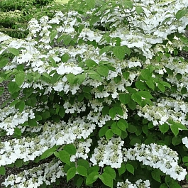 Калина складчатая Watanabe