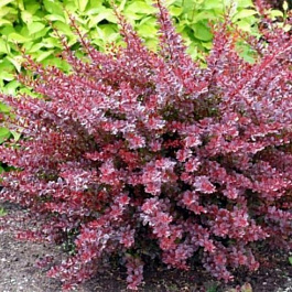 Барбарис Тунберга Розетта