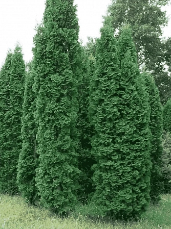 Туя западная Columna