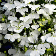 Лобелия плетистая Белый фонтан Лобелия плетистая Белый фонтан