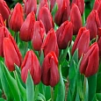 Тюльпан Strong Love