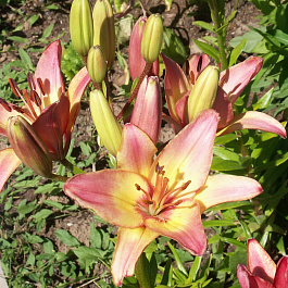 Лилия азиатская Ледилайк