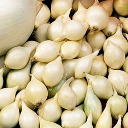 Лук севок Альбион F1 (белый)