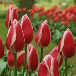 Тюльпан триумф Spring Surprise