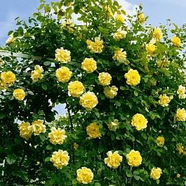 Роза Плетистая Golden Gate