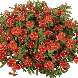 Калибрахоа Aloha Classic Orange Cart Wheel