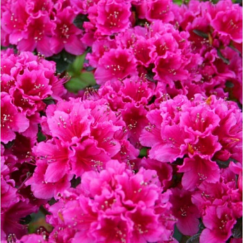 Азалия японская Кермесина Розеа