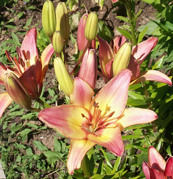 Лилия азиатская Ледилайк