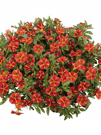 Калибрахоа Aloha Classic Orange Cart Wheel