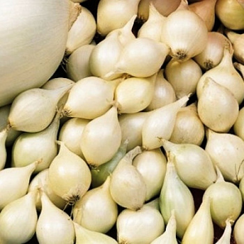 Лук севок Альбион F1 (белый) Лук севок Альбион F1 (белый)