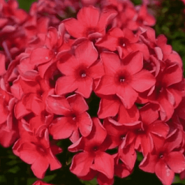 Флокс метельчатый  Red stars