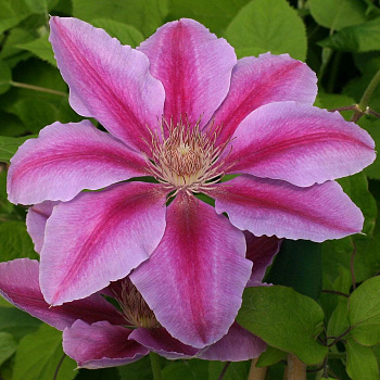 Клематис крупноцветковый Биз Джубили