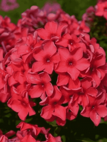 Флокс метельчатый  Red stars