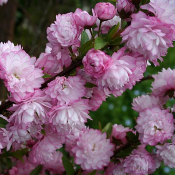 Вишня Железистая Rosea Plena