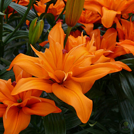 Лилия азиатская махровая Скубиду НАБОР 2ШТ (2+2)