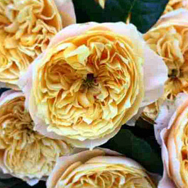 Роза чайно-гибридная Vuvuzela Lime