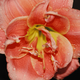 Лилейник Congo Coral