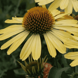 Эхинацея пурпурная Cleopatra