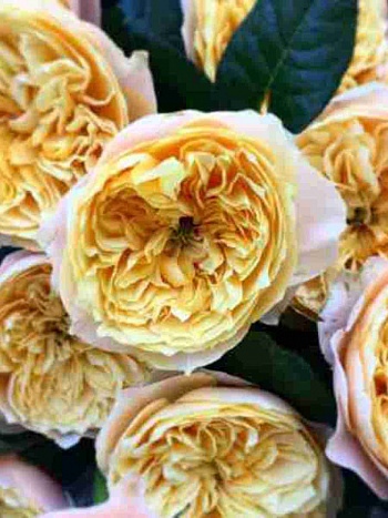 Роза чайно-гибридная Vuvuzela Lime