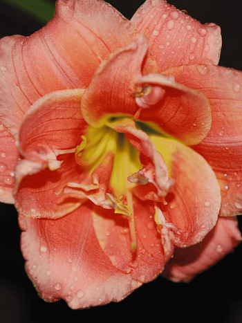 Лилейник Congo Coral