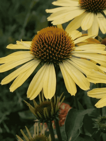 Эхинацея пурпурная Cleopatra