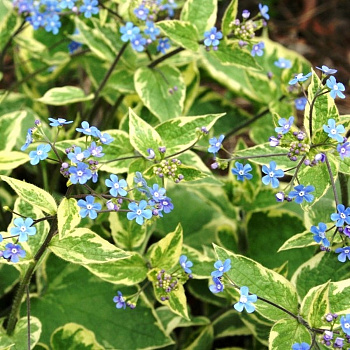 Бруннера крупнолистная Хадспен Крим Бруннера крупнолистная Хадспен Крим