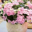 Гортензия Bolero Pink
