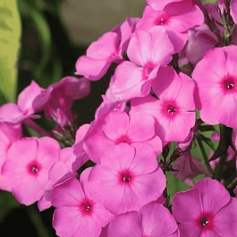 Флокс метельчатый Князь Рюрик