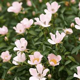 Роза почвопокровная Nozomi