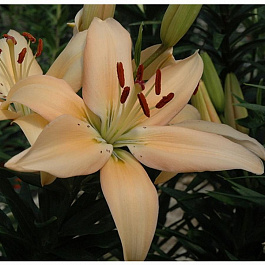 Лилия азиатская Каннес